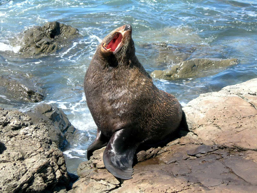 Kaikoura