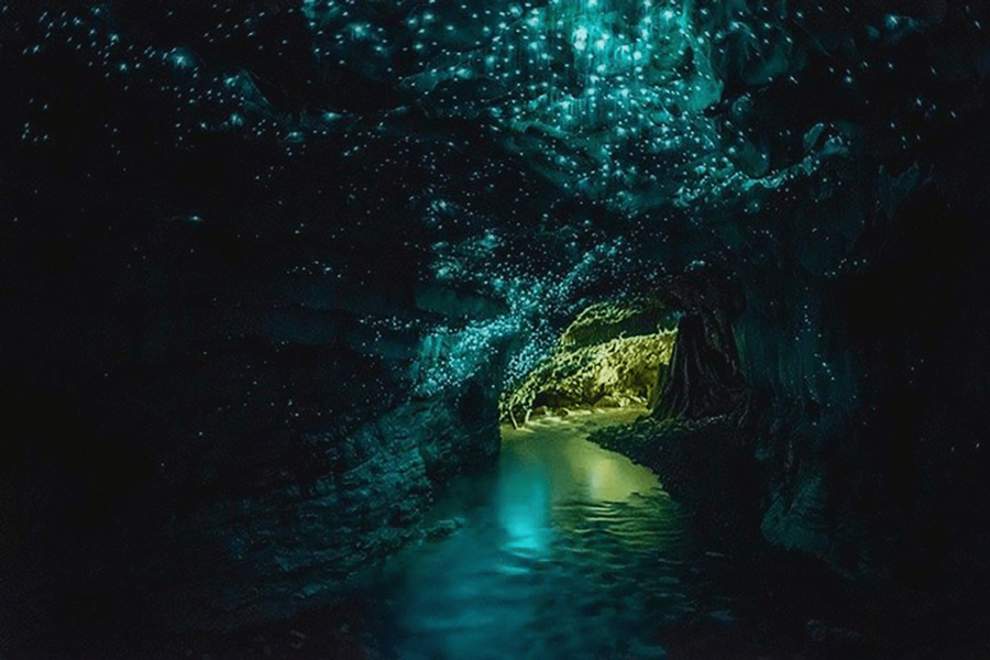 Waitomo Glowworm Caves