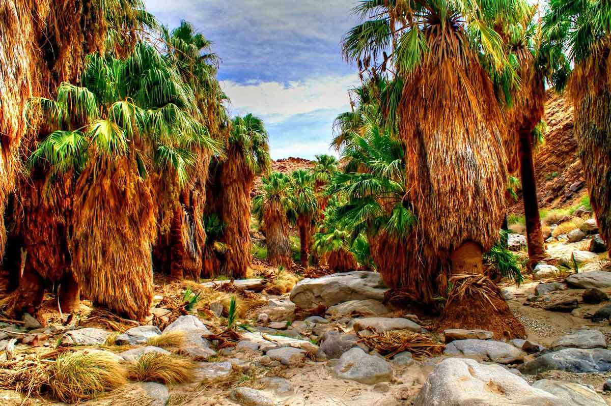 Indian Canyons (Palm Springs)