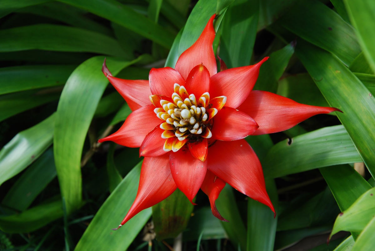 Lyon Arboretum