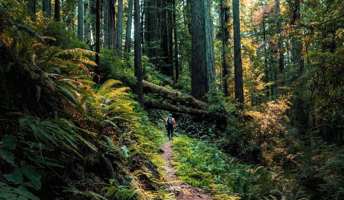 Redwood National and State Parks