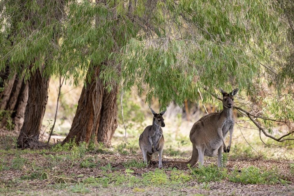 Yanchep National Park