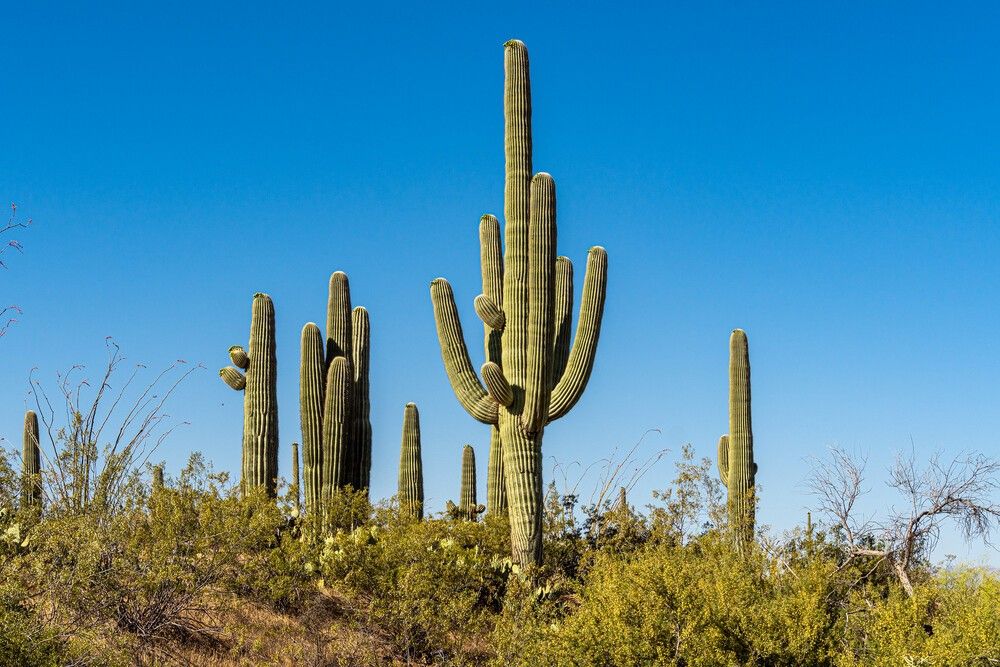 Saguaro National Park